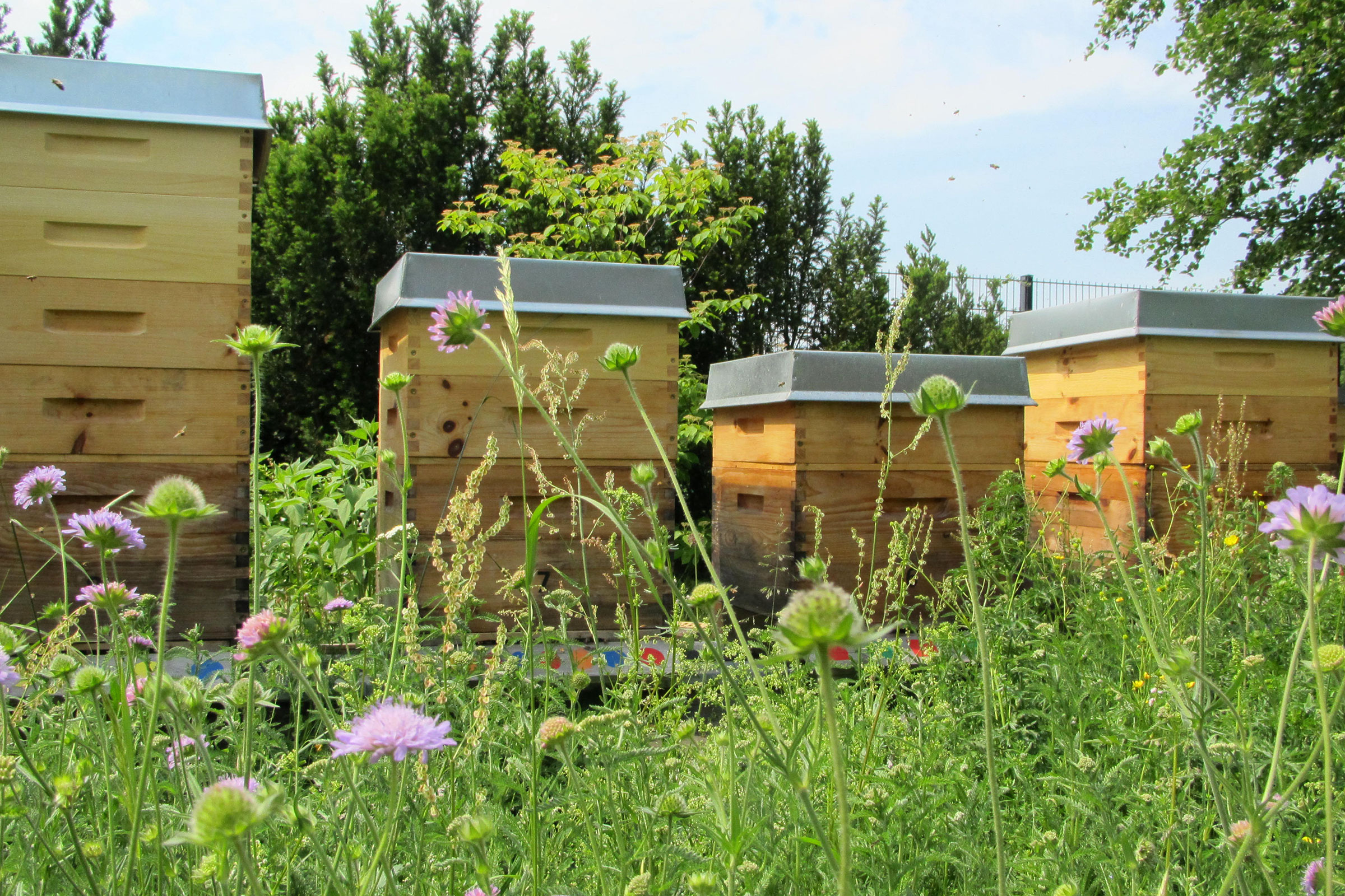 Unsere Bienenstöcke im Bienenhort Suderwich