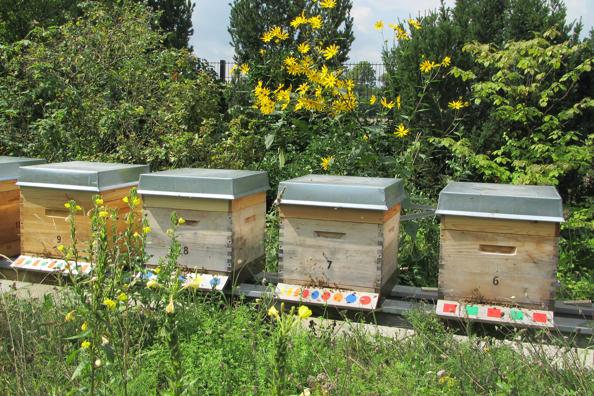 Unsere Bienenstöcke der Imkerei Bienenhort Suderwich