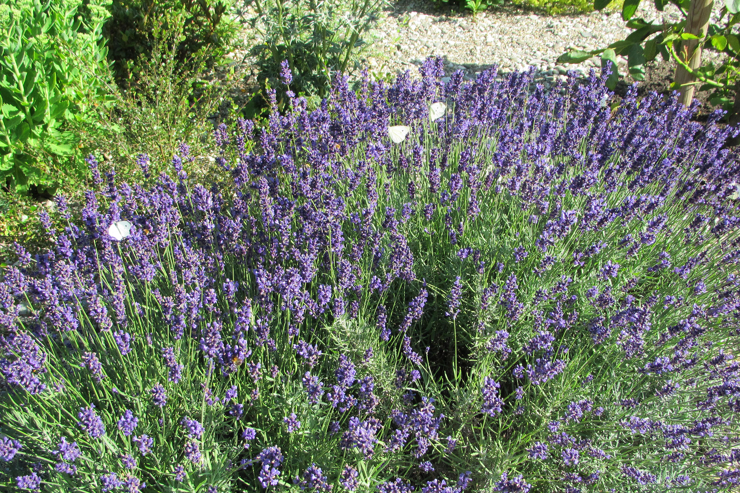 Lavendel im Steingarten