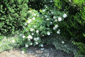 Rose Innocencia