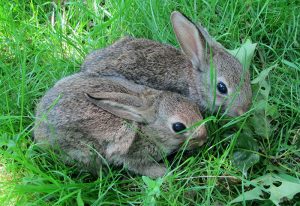 Junge Kaninchen