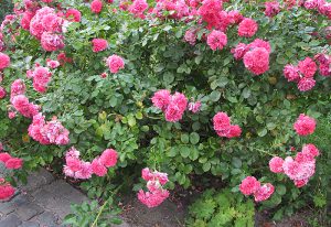 Rose Rosarium Uetersen