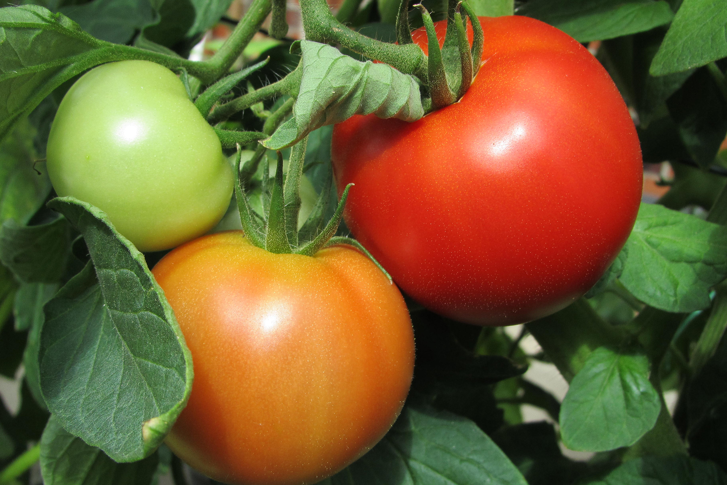 Offene Gartenpforte Recklinghausen Gemüse Tomaten